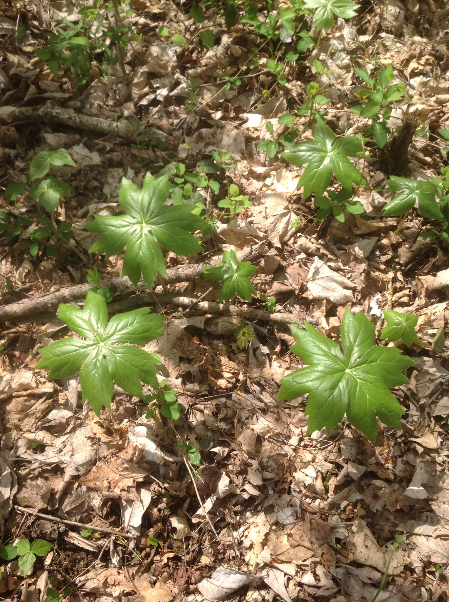 Image of mayapple