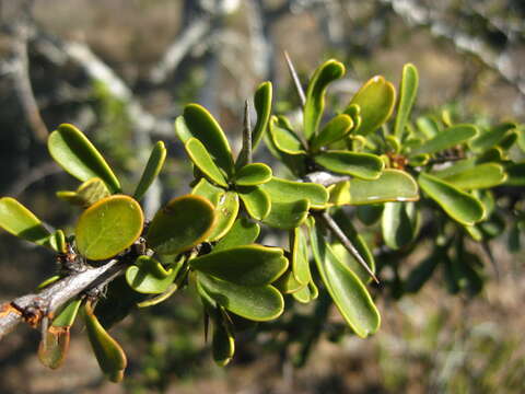 Image of Gymnosporia capitata (E. Mey. ex Sond.) Sim