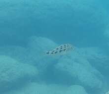 Image of Fossorochromis rostratus (Boulenger 1899)