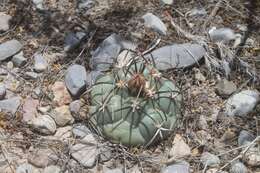 Image of Coryphantha poselgeriana (A. Dietr.) Britton & Rose