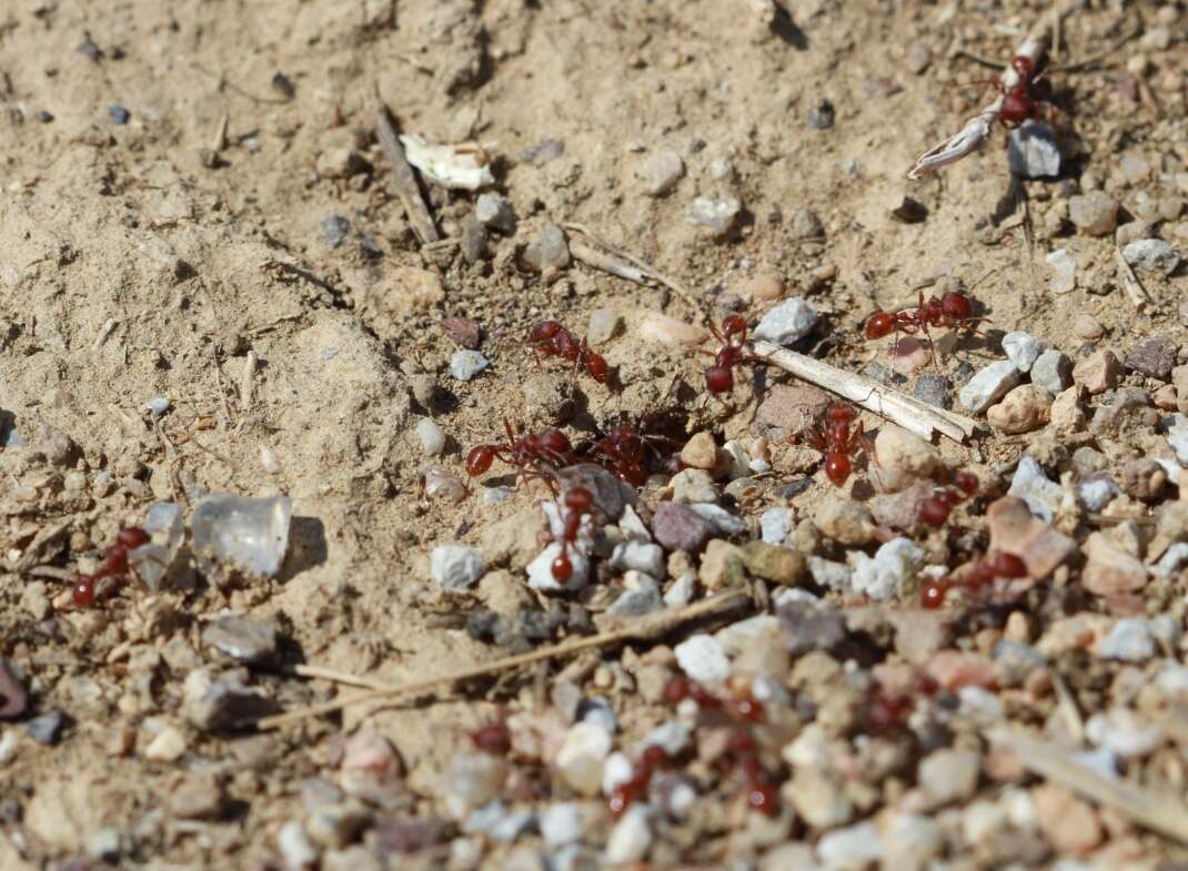 Image of Western Harvester Ant