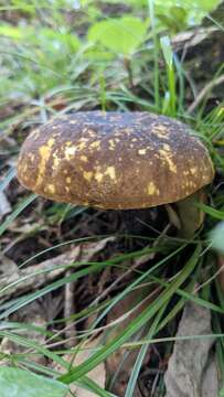 Image of Boletus violaceofuscus W. F. Chiu 1948