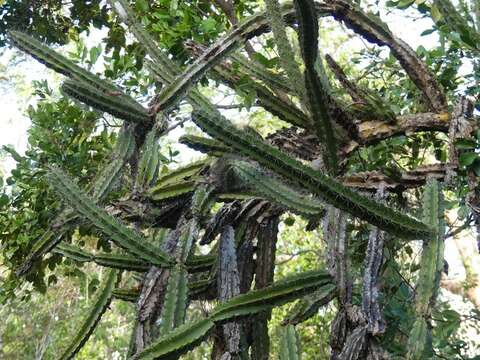 صورة Leptocereus arboreus Britton & Rose