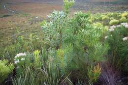 Image of Leucadendron platyspermum R. Br.