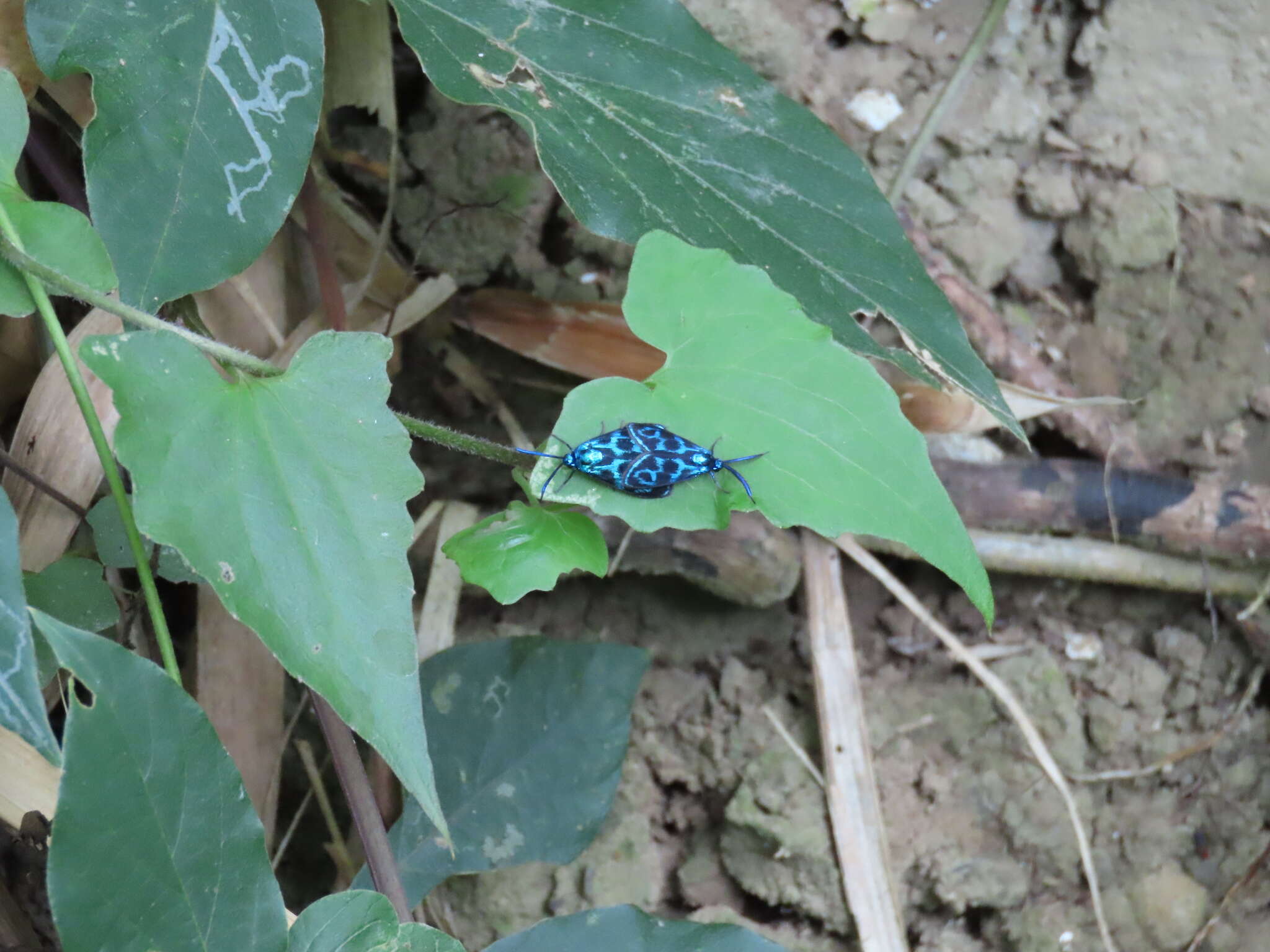 Image of <i>Clelea formosana</i>