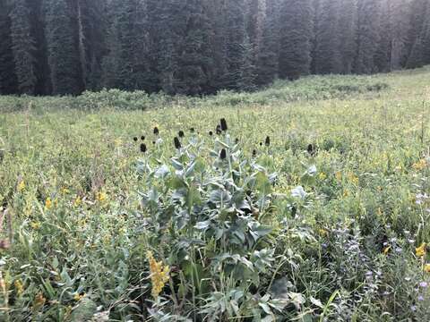 Image of Showy Coneflower