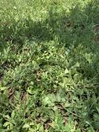 Image of Kalahari butterweed