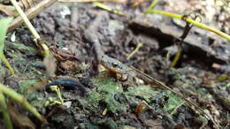 Image of Mexican black-spotted newt