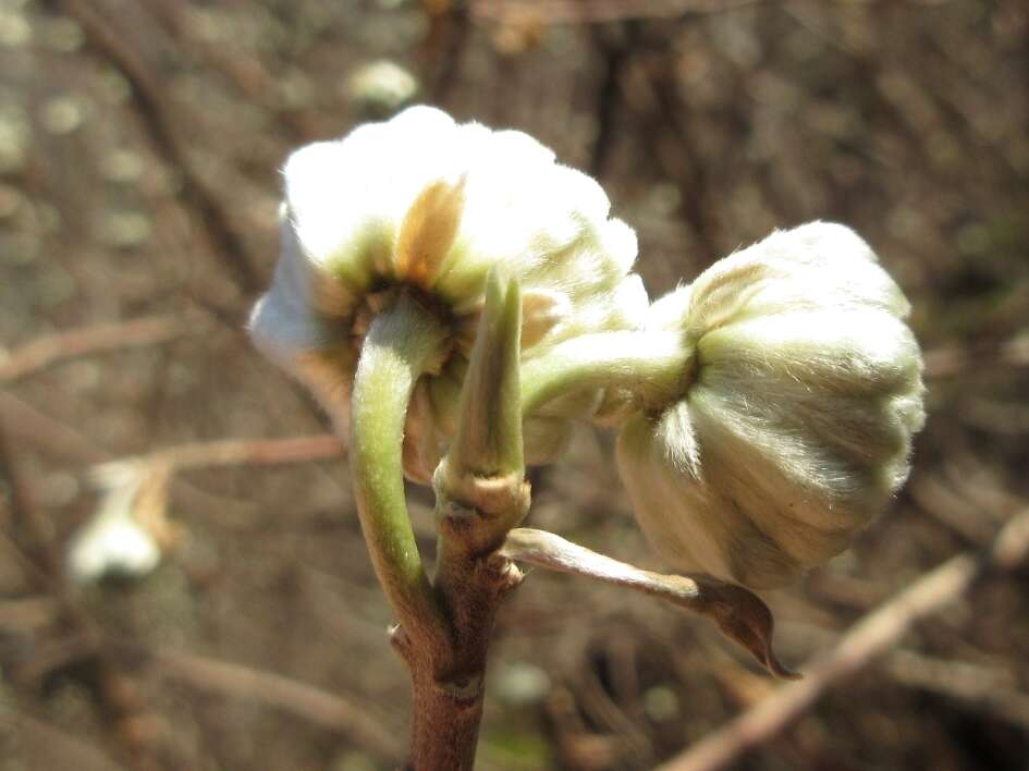 Plancia ëd Edgeworthia chrysantha Lindl.