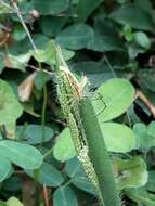 Image of Peucetia rubrolineata Keyserling 1877