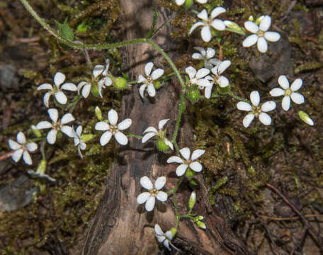 Image of coastal brookfoam