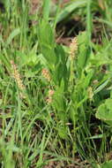 Image de Acalypha glandulifolia Buchinger & Meisn. ex C. Krauss