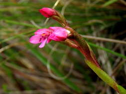 Image de Disa vaginata Harv. ex Lindl.