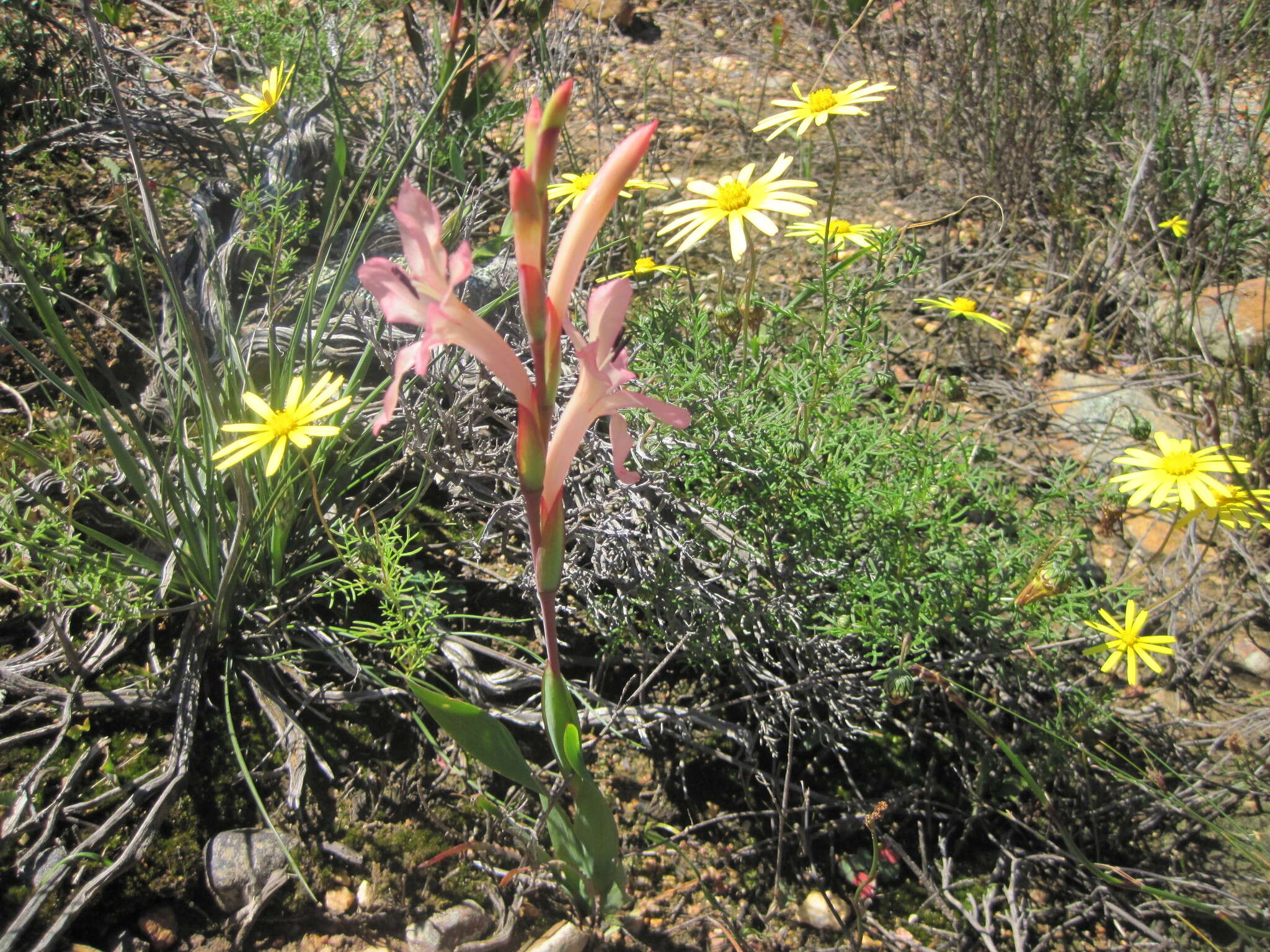 Слика од Watsonia spectabilis Schinz