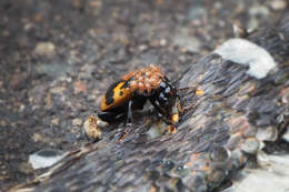 Imagem de Nicrophorus (Nicrophorus) quadripunctatus (Kraatz 1877)