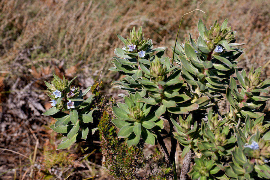 Image of Lobostemon montanus (DC.) Buek