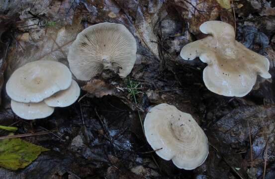 Image of Clitocella popinalis (Fr.) Kluting, T. J. Baroni & Bergemann 2014