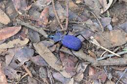 Image of Tefflus carinatus violaceus Klug 1853