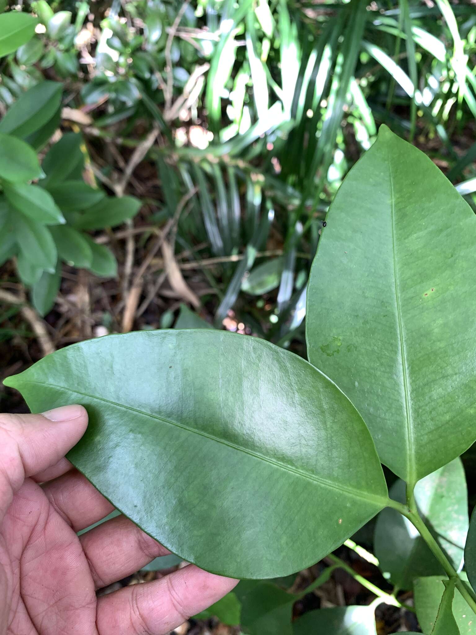 Image of Garcinia linii C. E. Chang