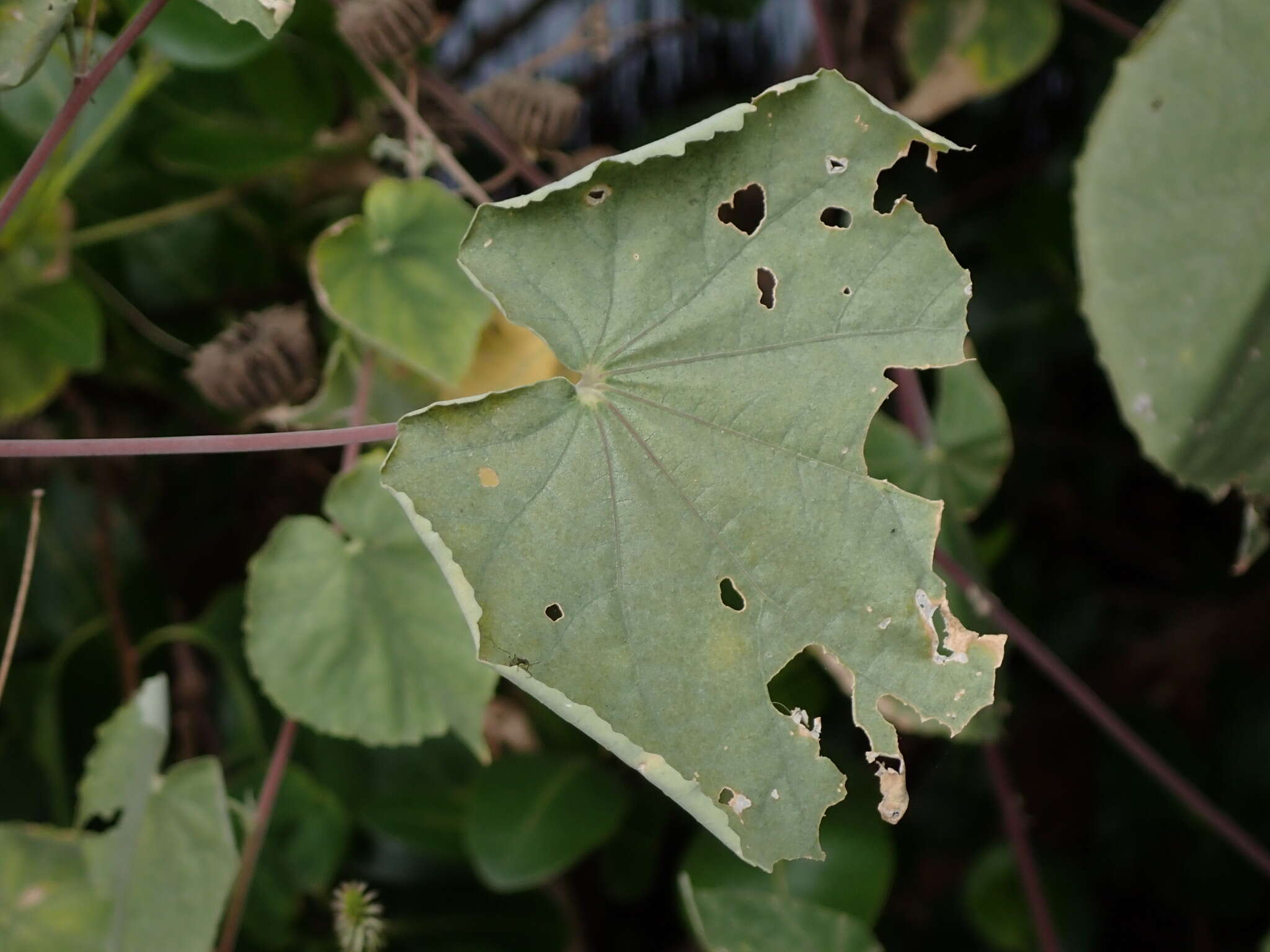 Imagem de Abutilon indicum (L.) Sweet