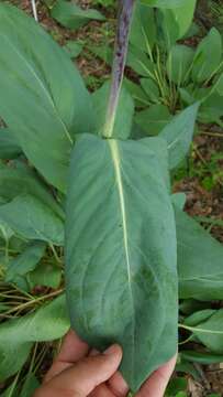 Image of great coneflower