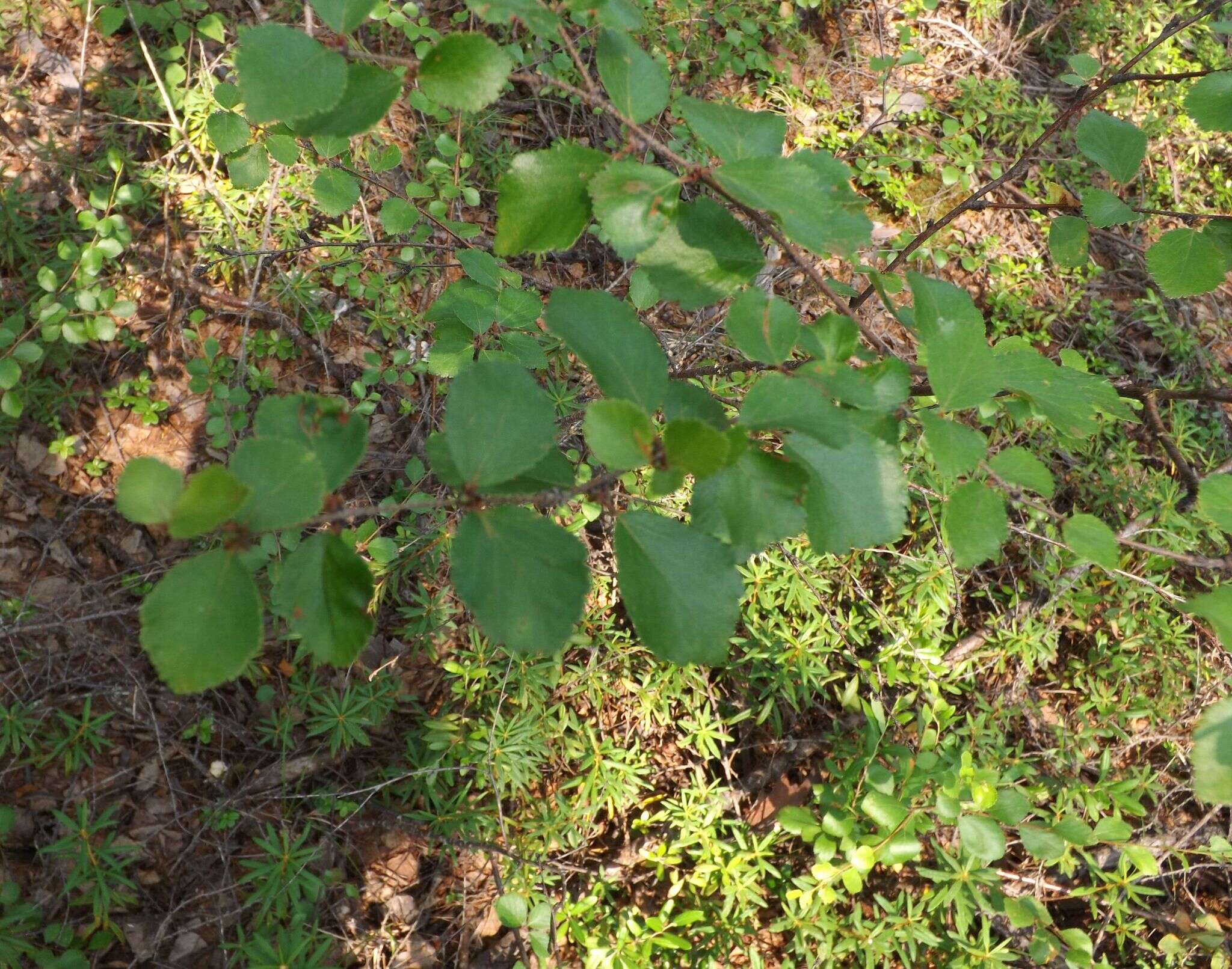 Image of Japanese bog birch