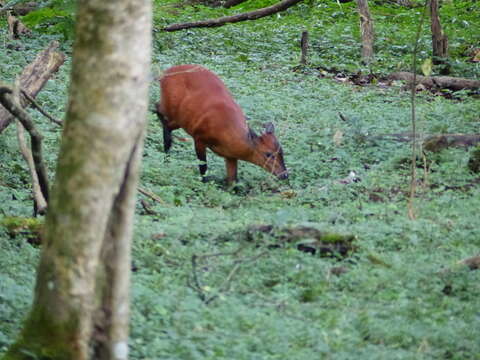 Image of East African Red Duiker