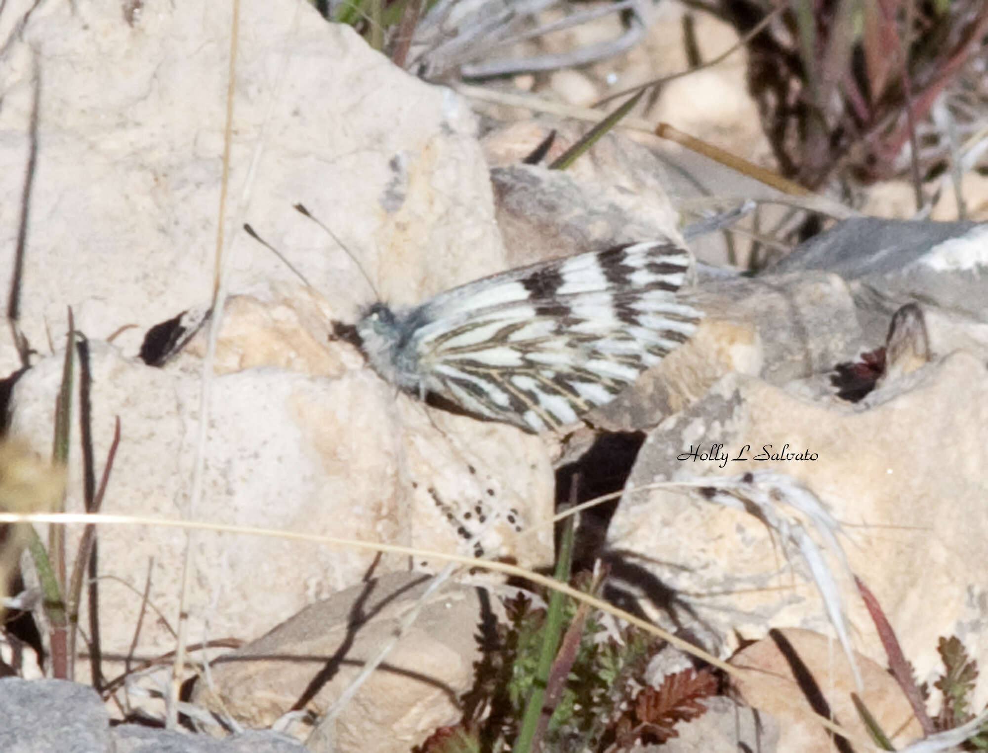 Image of Pontia sisymbrii nigravenosa Austin & J. Emmel 1998