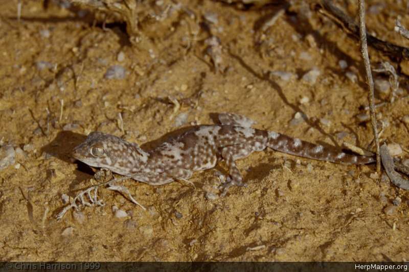 Image of Byrne's Gecko