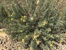 Image of hoary false goldenaster