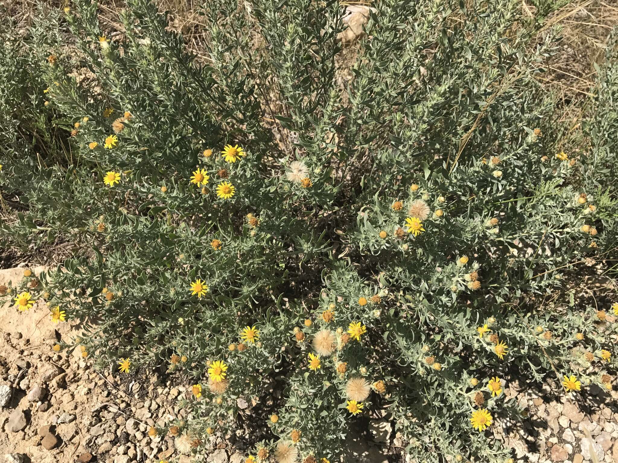 Image of hoary false goldenaster