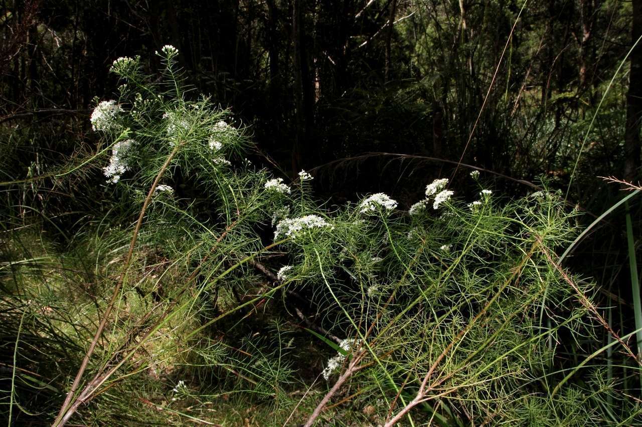 Image of swamp daisy-bush