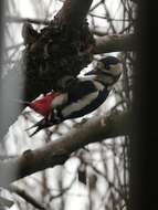 Image of Great Spotted Woodpecker