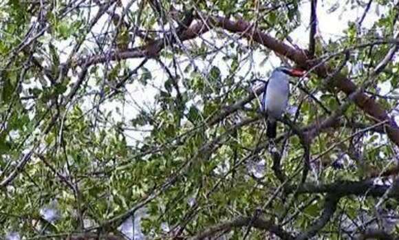 Image of Senegal Kingfisher