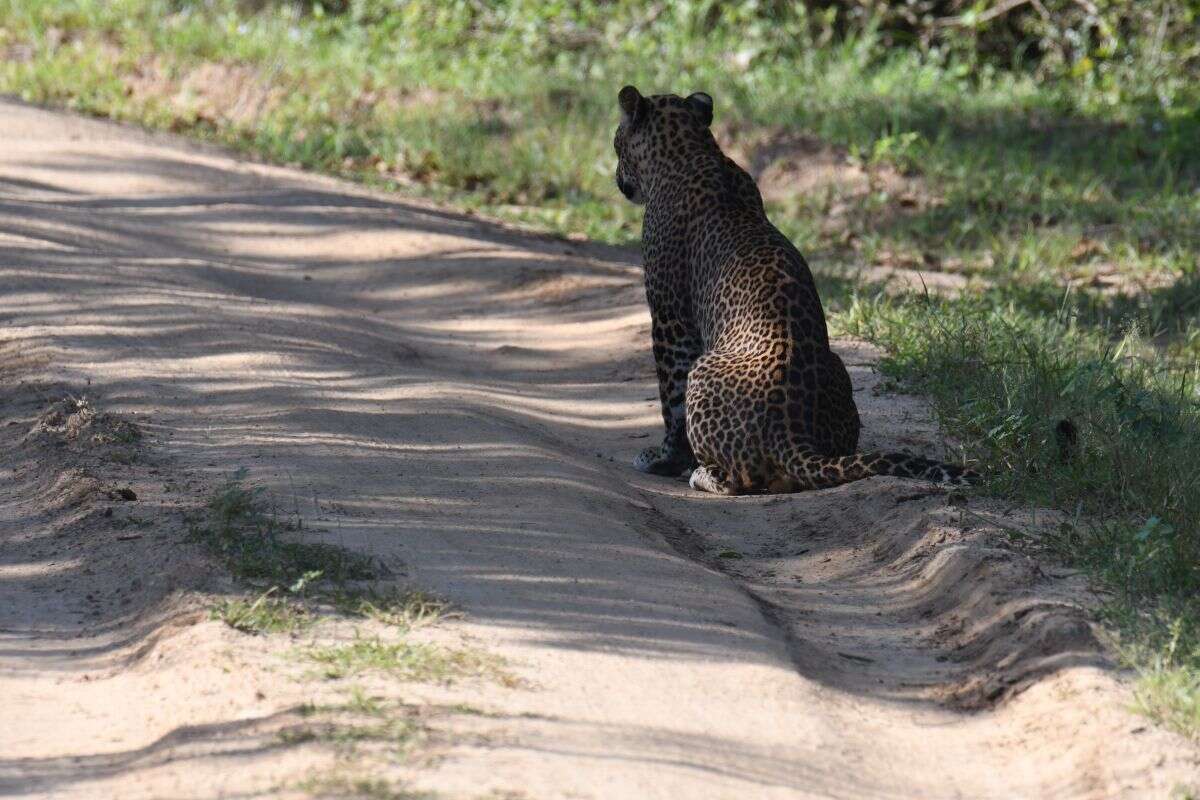 Image of Sri Lankan leopard