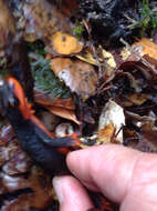 Image of Redbelly Newt