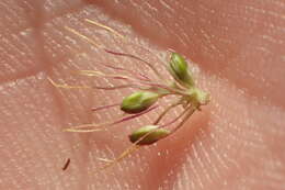 Image of <i>Setaria <i>verticillata</i></i> var. verticillata