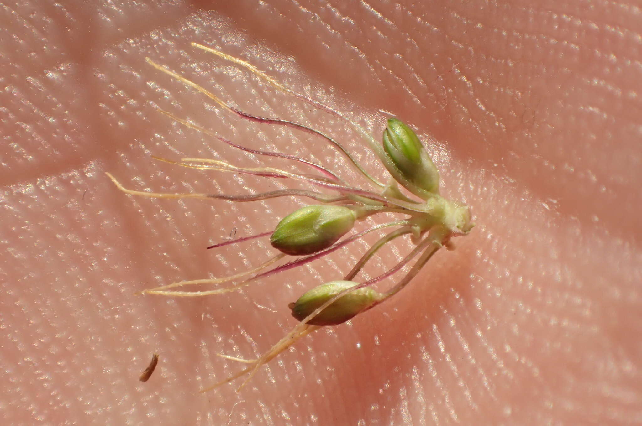 Plancia ëd <i>Setaria <i>verticillata</i></i> var. verticillata