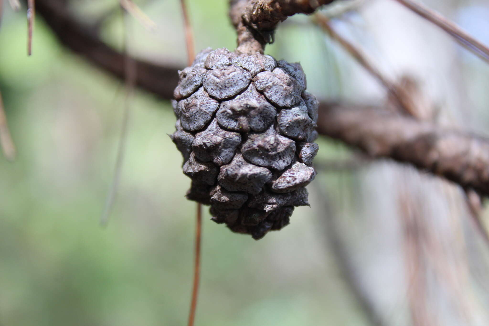 Image of Lawson's Pine