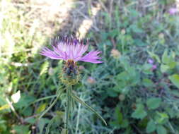 Image of rough star-thistle