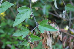 Image of Passiflora suberosa subsp. litoralis (Kunth) Port.-Utl. ex M. A. M. Azevedo, Baumgratz & Gonç.-Estev.