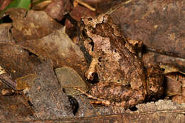 Image of Arthroleptis poecilonotus Peters 1863