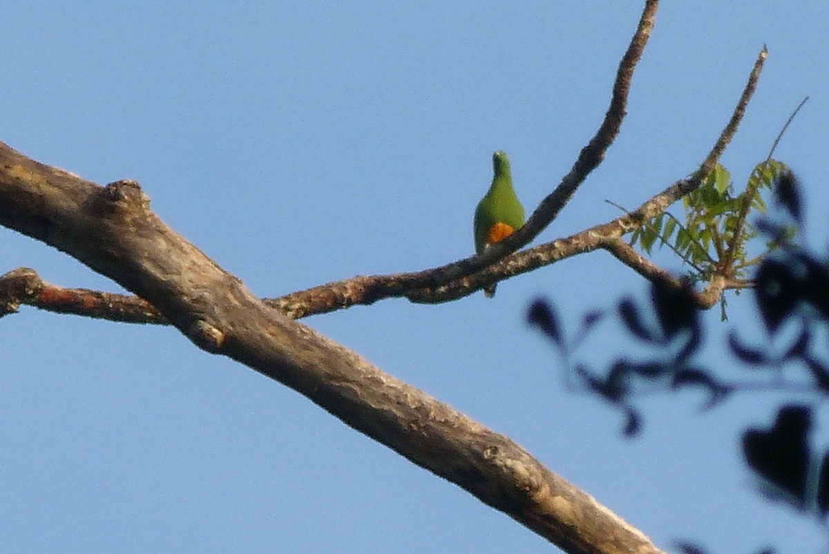 Image of Orange-bellied Fruit Dove