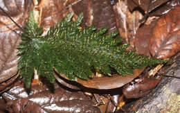 Image of Abrodictyum elongatum (A. Cunn.) Ebihara & K. Iwats.