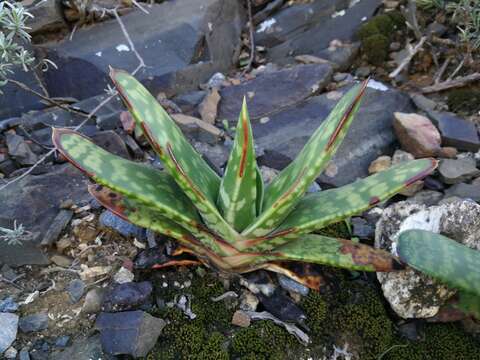 Image of Gasteria excelsa Baker