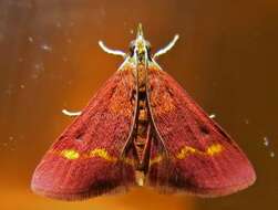 صورة Pyrausta pseuderosnealis Munroe 1976