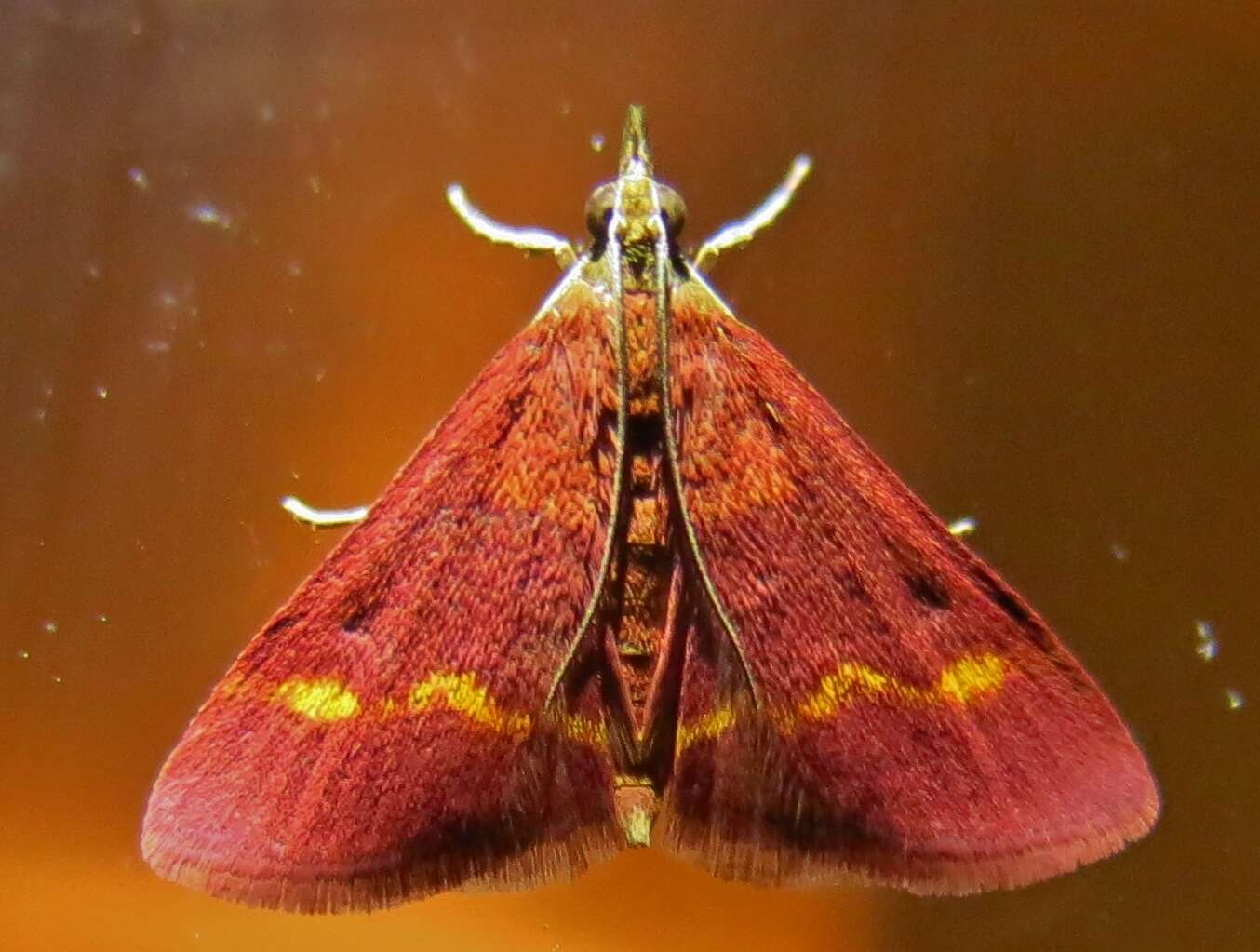 Image of Pyrausta pseuderosnealis Munroe 1976