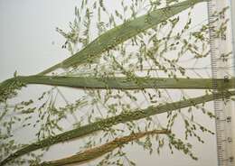 Imagem de Panicum philadelphicum Bernh. ex Nees