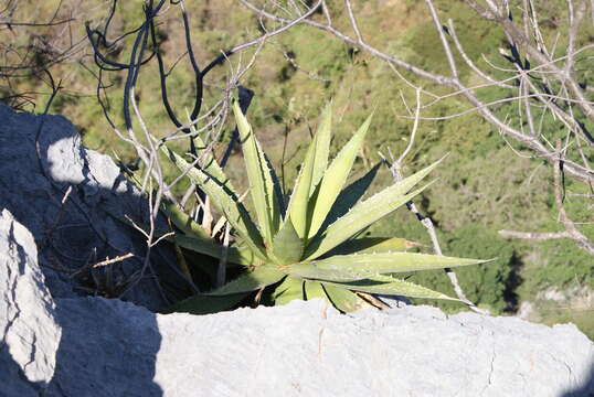 Sivun Agave angustiarum Trel. kuva