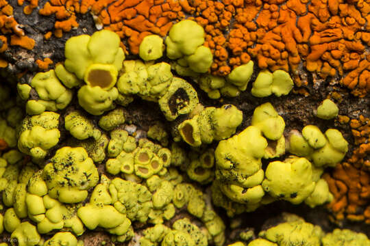 Image of cracked lichen